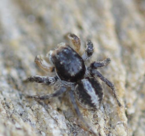 Réf. 292 026 : Aelurillus v-insignitus